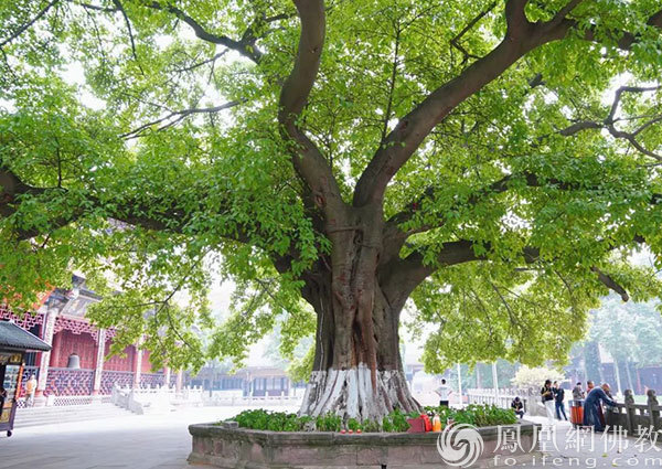 成都昭觉寺为何被日本“一休和尚”奉为祖庭？