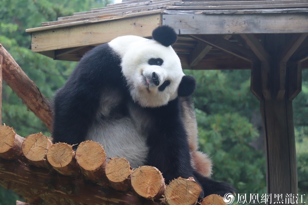 打卡中国最北熊猫馆.与思嘉佑佑“粽”享端午