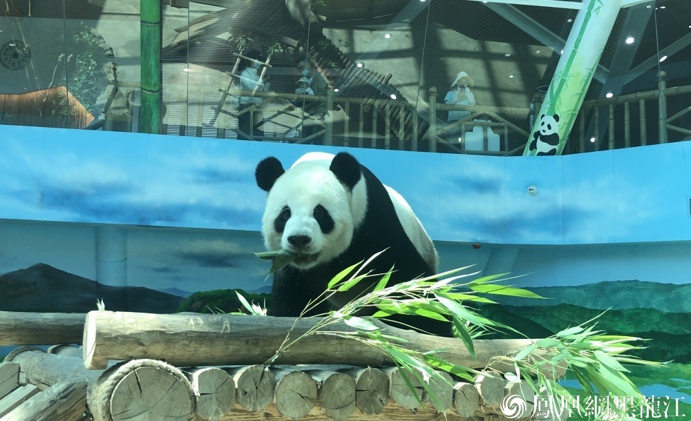 打卡中国最北熊猫馆.与思嘉佑佑“粽”享端午