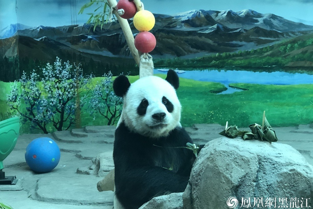 打卡中国最北熊猫馆.与思嘉佑佑“粽”享端午