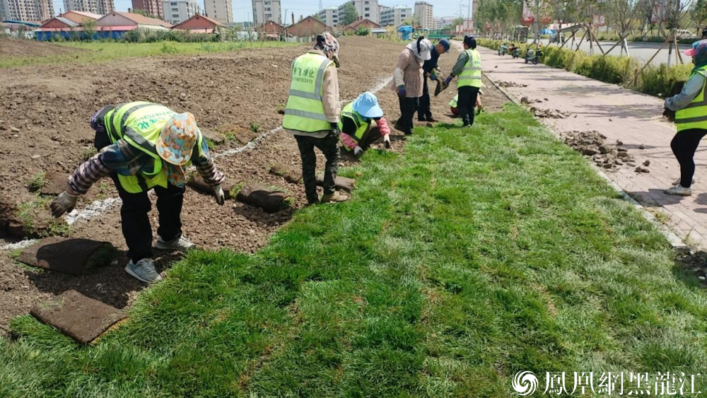 虎林:百亩花海即将绽放