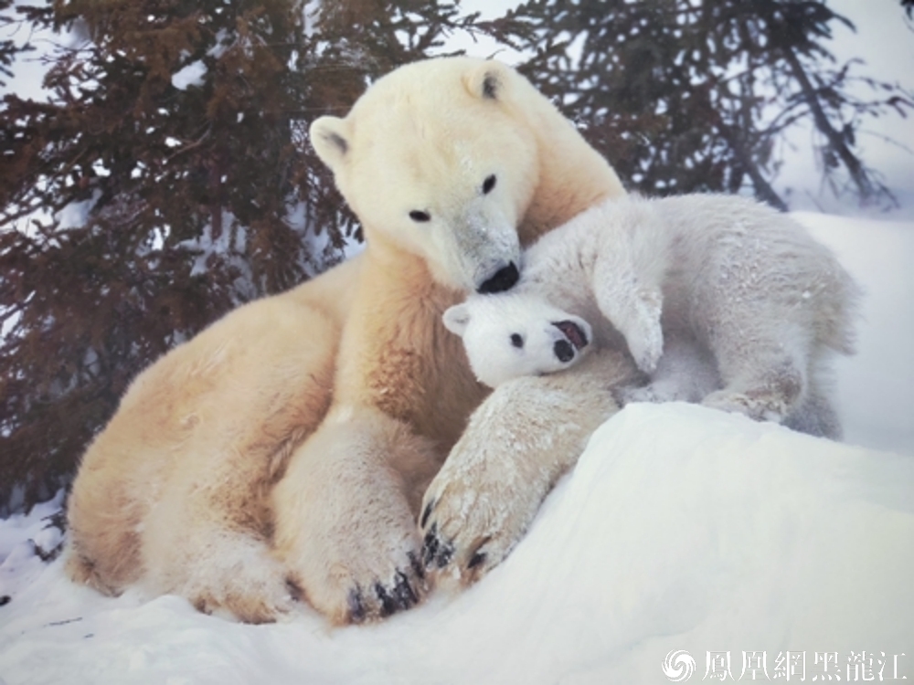 心向极地 | 徐延庆南北极摄影作品展暨同名画册首发式举行