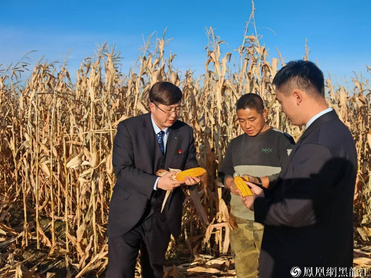 (佳木斯市桦南县土龙山镇前进村农户郑国新玉米实现丰产丰收)