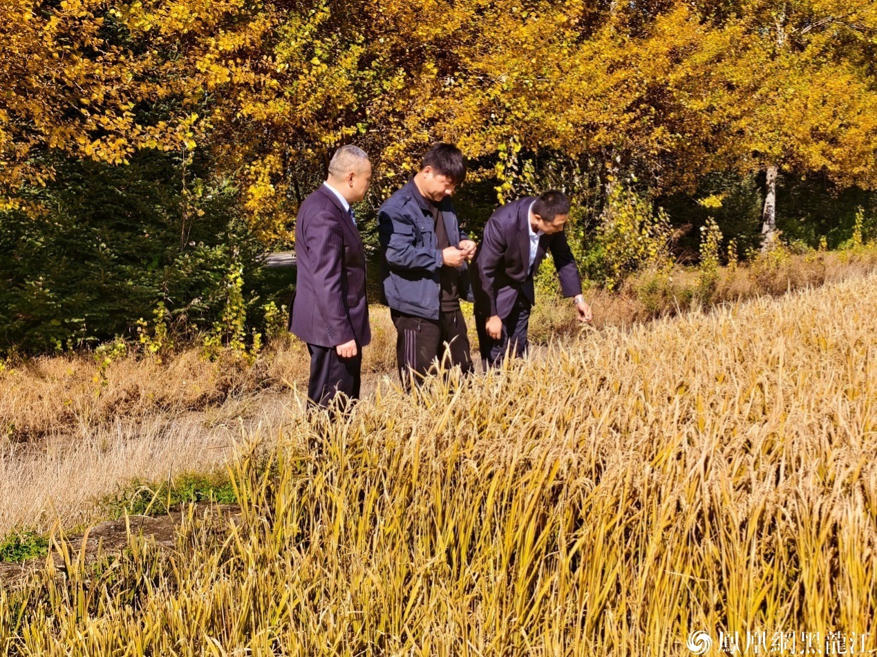 (潘振全种植的水稻喜获丰收)
