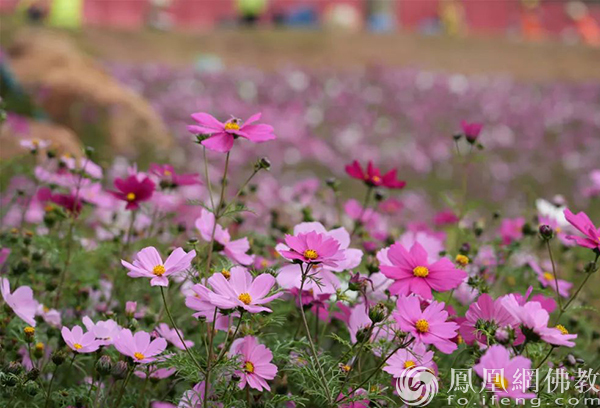 走进广州禅意园林新地标：百花古寺正念园林