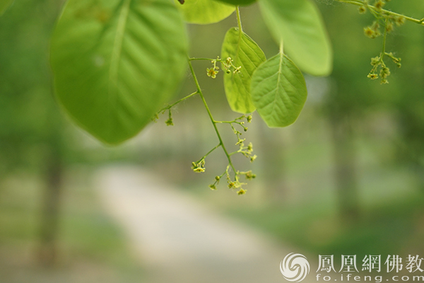 一日禅：静心，可去除烦恼_凤凰网
