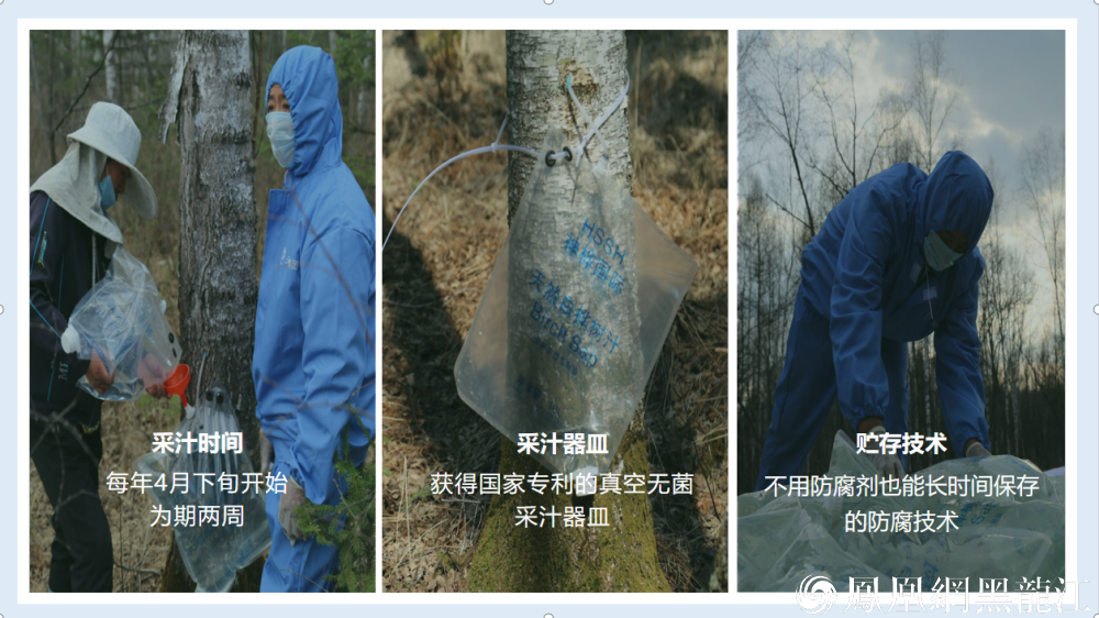 胡保军:解码白桦密匙 林海点“汁”成金