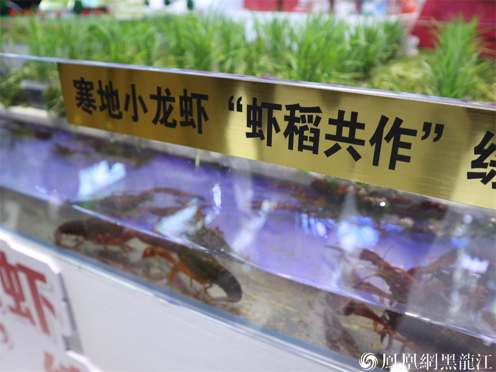 哈洽会主题市首秀｜油城解锁“新质密码”：1357体系奏响中国式现代化强音