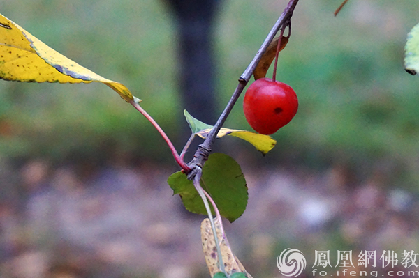 图片来源:凤凰网佛教文化 摄影:闫秀勇