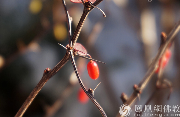 图片来源：凤凰网佛教文化 摄影：闫秀勇