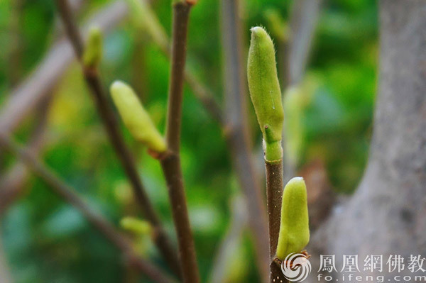 图片来源：网佛教文化 摄影：闫秀勇