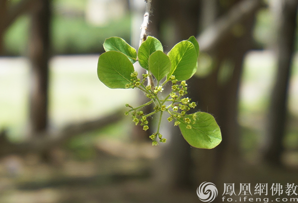 图片开首：网释教文化 照相：闫秀勇