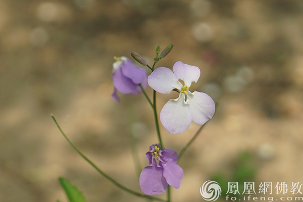 图片来源：网佛教文化 摄影：闫秀勇