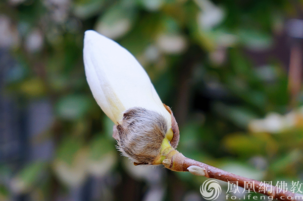 图片开端：网释教文化 影相：闫秀勇