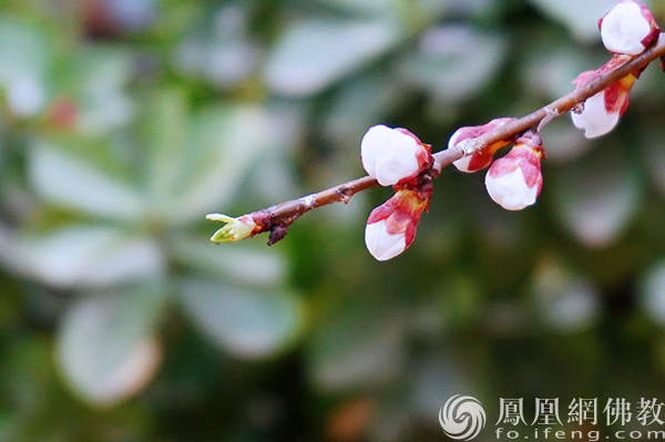 图片起原：网释教文化 影相：闫秀勇