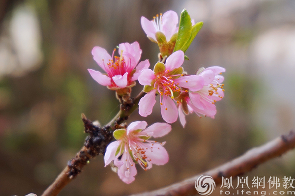 图片来源：网佛教文化 摄影：闫秀勇