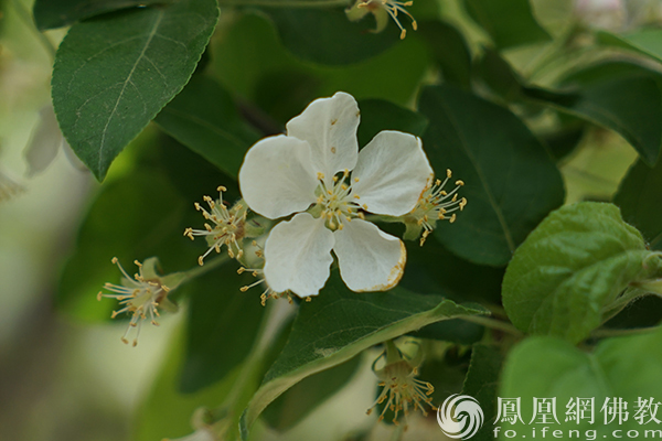 图片起首：网释教文化 照相：闫秀勇