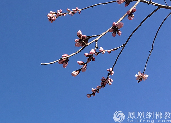 图片来源：网佛教文化 摄影：十愿