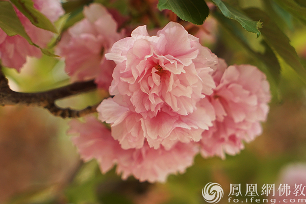 图片源泉：网释教文化 照相：闫秀勇