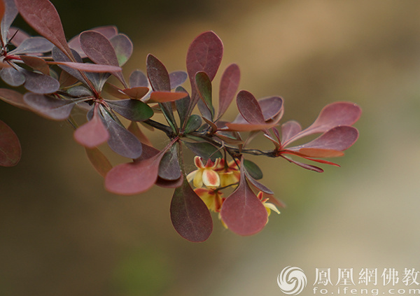 图片来源：网佛教文化 摄影：闫秀勇