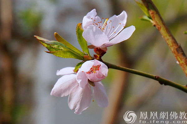 图片来源：网佛教文化 摄影：闫秀勇