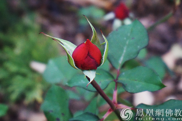 图片来源：网佛教文化 摄影：闫秀勇