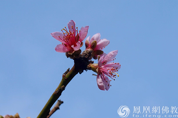 图片来源：网佛教文化 摄影：闫秀勇