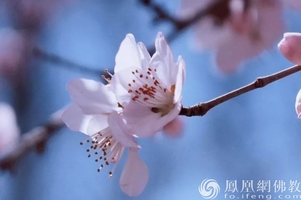 图片来源：网佛教文化 摄影：十愿