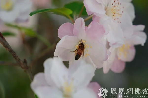 图片开始：网释教文化 照相：十愿
