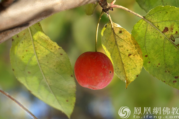 图片来源：网佛教文化 摄影：闫秀勇