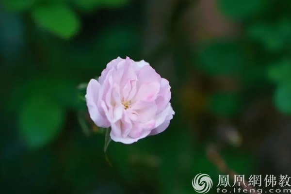 图片来源：网佛教文化 摄影：闫秀勇