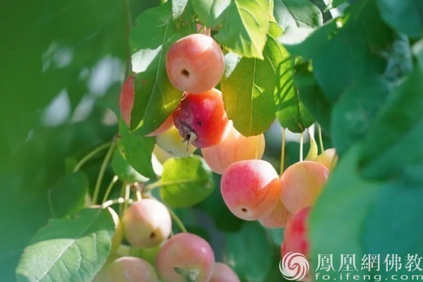 图片来源：凤凰网佛教文化 摄影：十愿