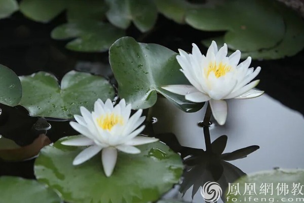图片来源：凤凰网佛教文化 摄影：十愿