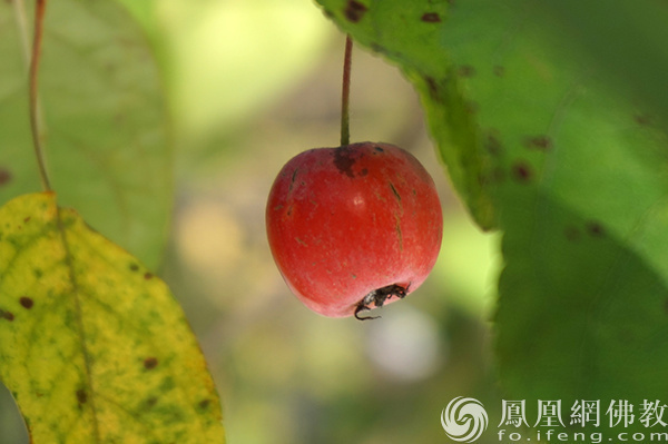 图片来源:凤凰网佛教文化 摄影:闫秀勇
