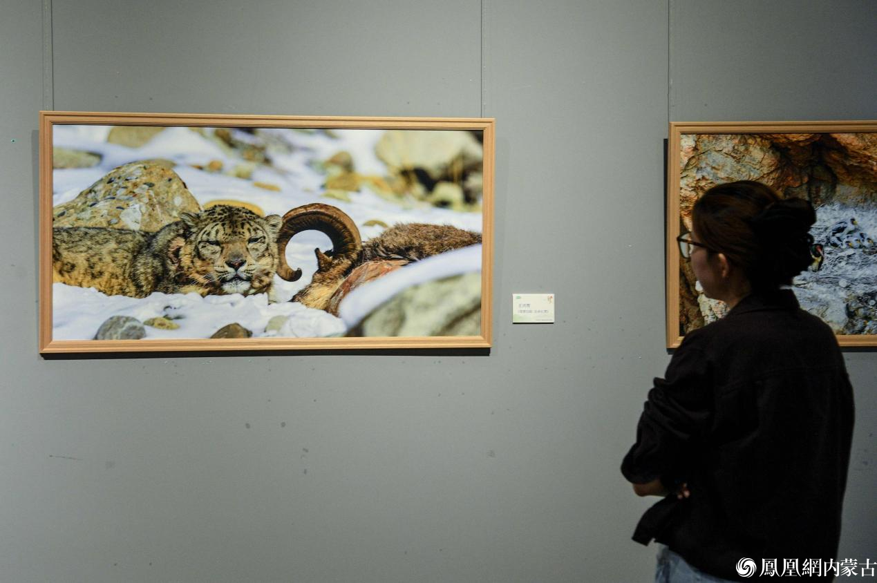 守护贺兰山 镜鉴生态美——贺兰山生态保护主题摄影作品展今日开展