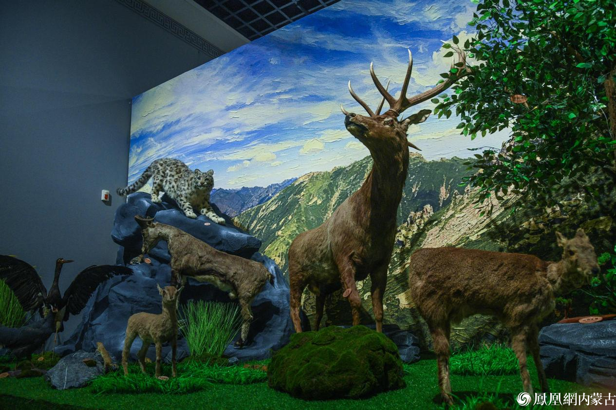 守护贺兰山 镜鉴生态美——贺兰山生态保护主题摄影作品展今日开展