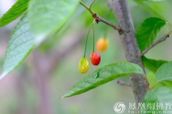 图片来源:凤凰网佛教文化 摄影:十愿