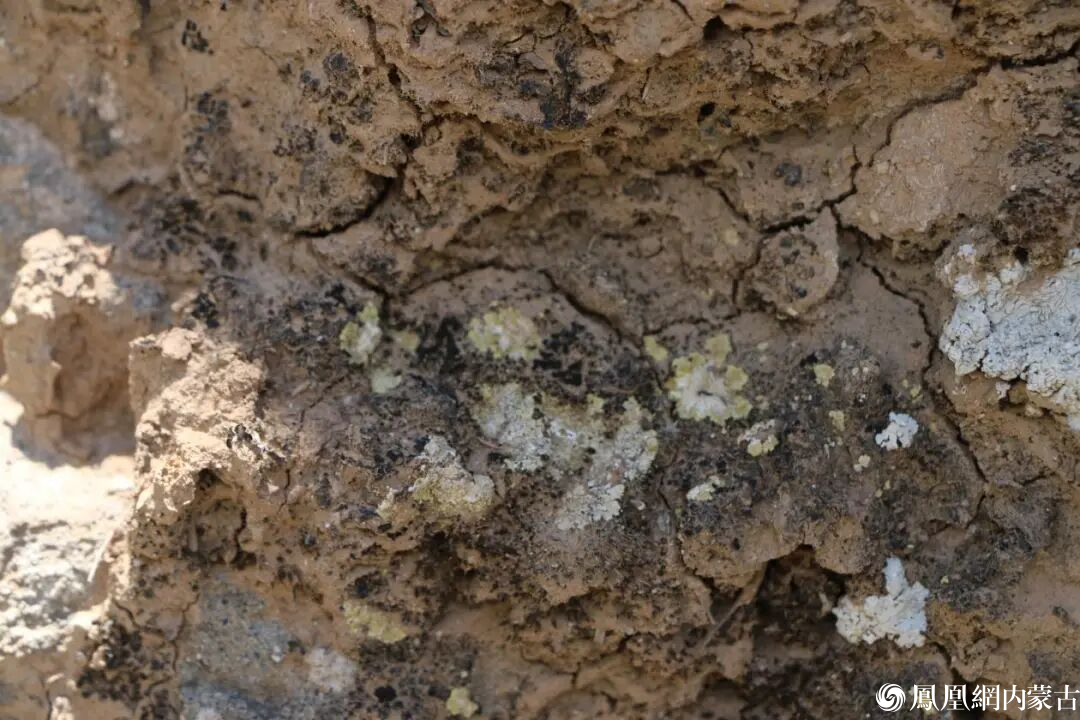 6个新物种官宣亮相!就在内蒙古贺兰山