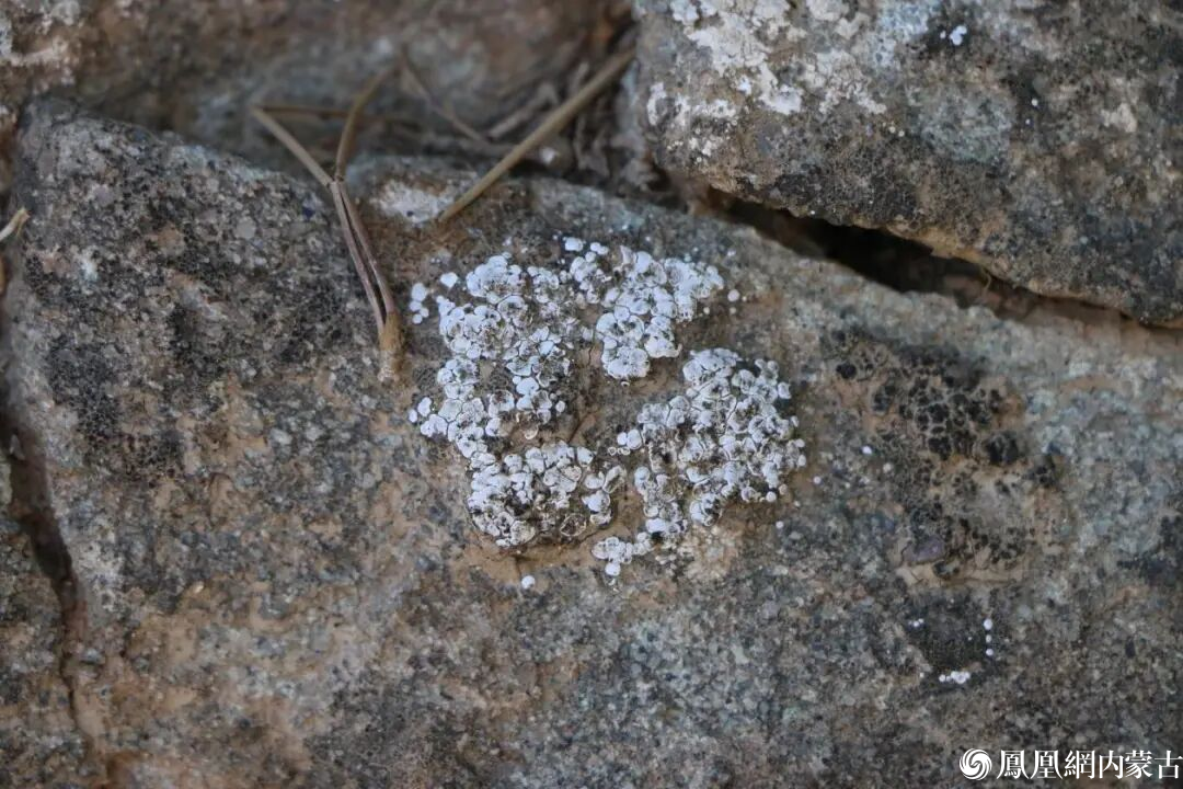 6个新物种官宣亮相!就在内蒙古贺兰山