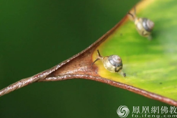 图片来源:凤凰网佛教文化 摄影:十愿