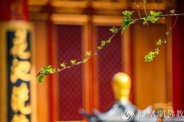 图片来源:凤凰网佛教文化 摄影:十愿