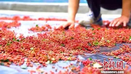 &ldquo;2019武都花椒产销对接(电商)洽谈会&rdquo;近日在甘肃陇南武都举行并取得阶段性成果：签约花椒购销合同22个，签约量10900吨，签约资金23.98亿元；实现网上销售33200单，销售资金4341万元。　夏宾摄