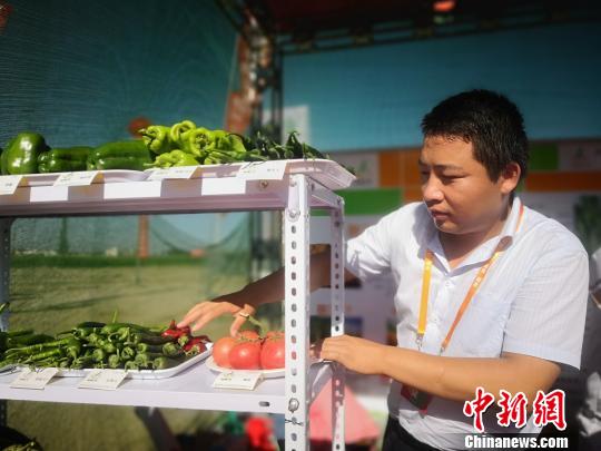 图为甘肃省敦煌种业集团工作人员摆放最新培育的蔬菜品种。　魏建军摄