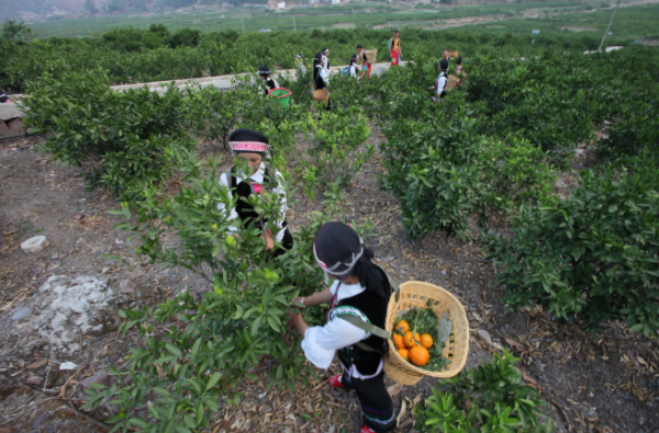 盘溪柑橘图片