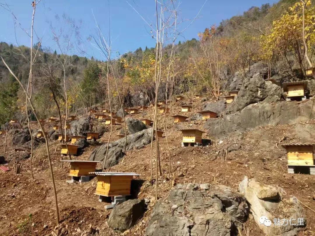 科学养蜂酿甜蜜事业石台县仁里镇杏溪村探索脱贫致富路