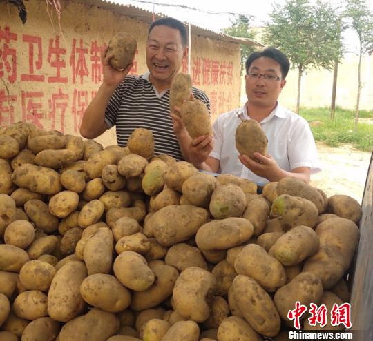 临洮是甘肃优质马铃薯产区，当地产马铃薯个头大、水分少、口感绵软沙甜。图为康勤(左一)展示临洮马铃薯。　钟欣摄