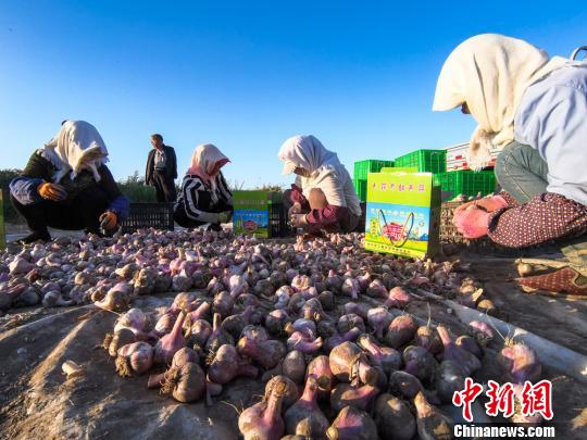 民乐县紫皮大蒜畅销中国十几个省市，并出口到日本、越南、新加坡等地。　吴小军摄