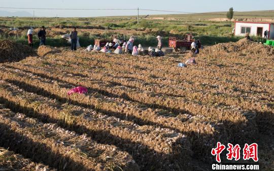 民乐县紫皮大蒜种植在海拔1800米至3000米之间。　吴小军摄