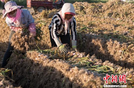 民乐紫皮大蒜因其个大、瓣肥、肉厚、汁浓味辣、耐贮存、品质优而闻名。　吴小军摄