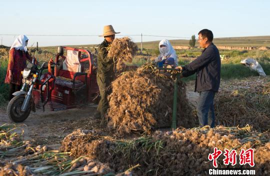 民乐县紫皮大蒜是甘肃省传统的土特产。　吴小军摄